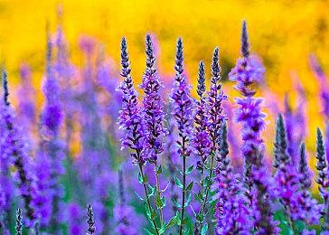 《宝可梦：朱＆紫》的最佳搭档当然是精灵球饭团